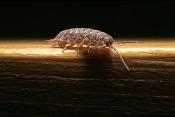 pissebed (porcellio scaber)